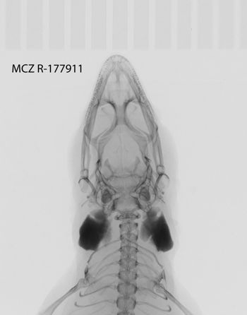 Media type: image;   Herpetology R-177911